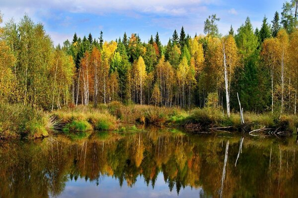 Der Wald spiegelt sich in der Wasseroberfläche wider