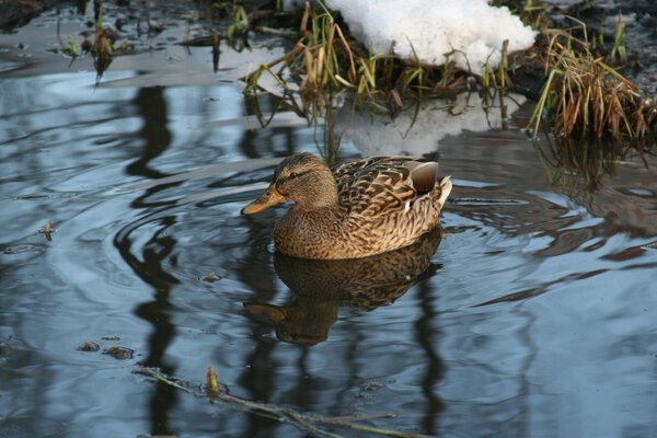 Canard flottant en hiver dans le lac