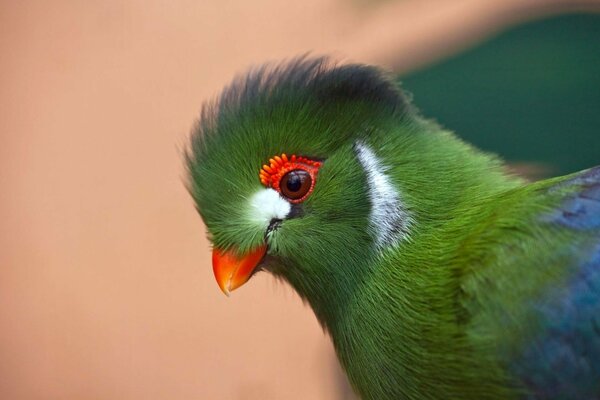 A parrot with green plumage in profile