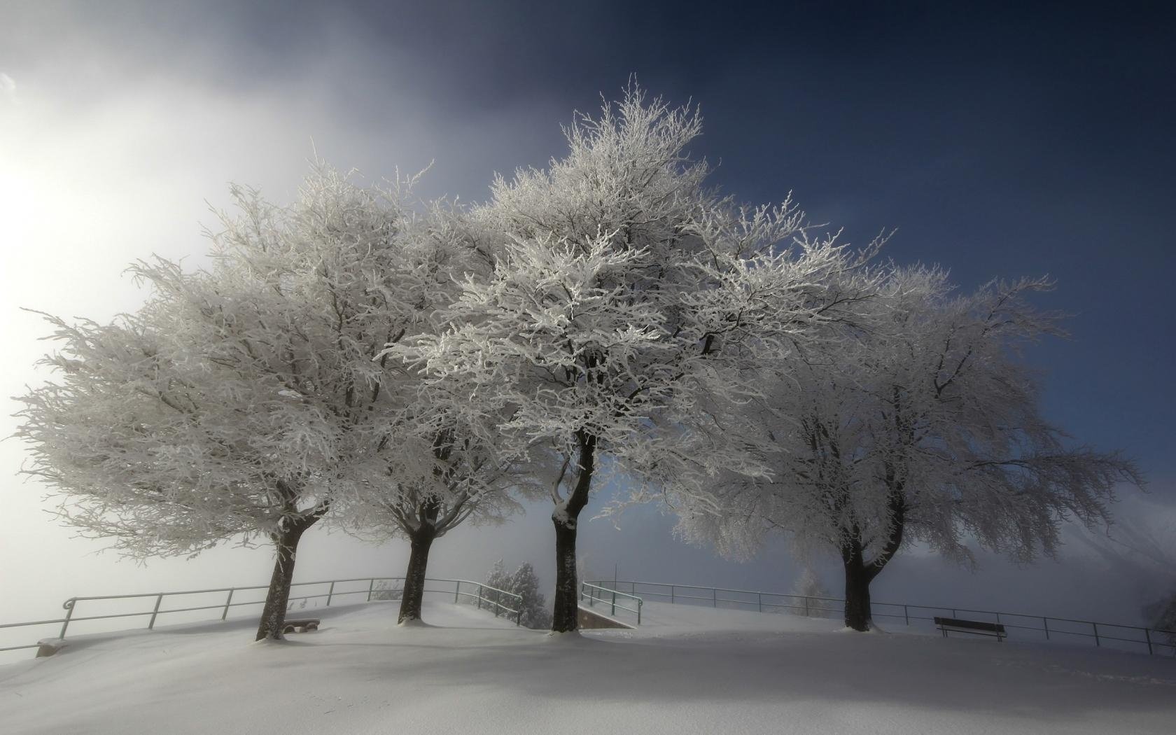 alberi neve inverno