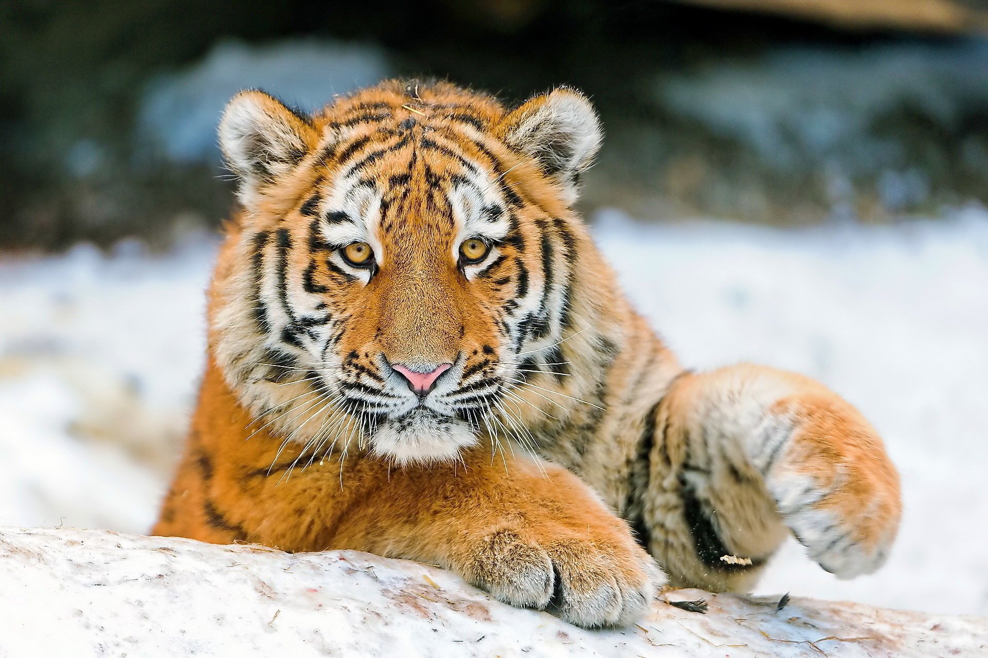 muso sguardo cucciolo di tigre tigre zampe