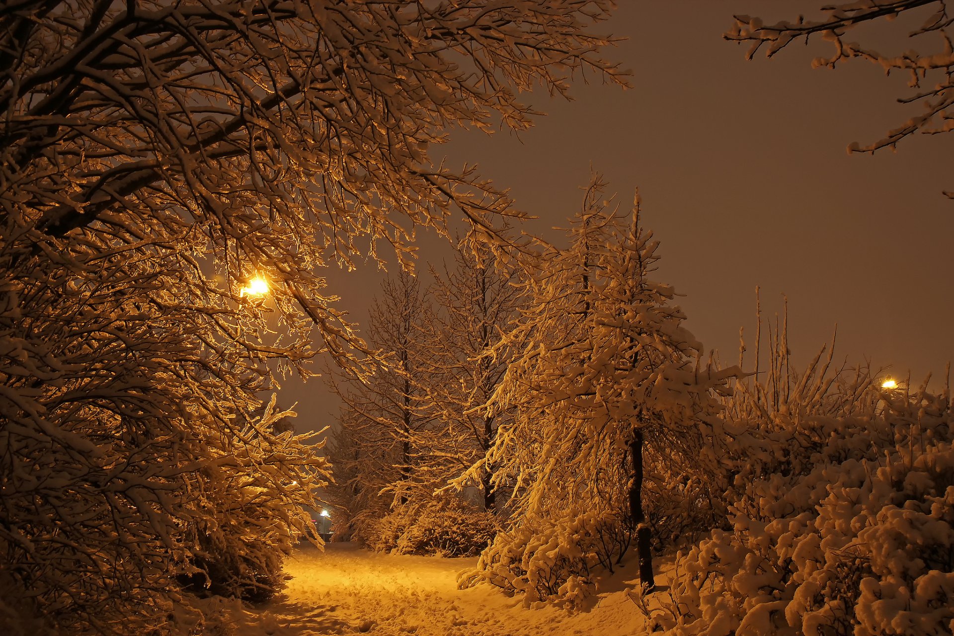 islandia reykjavik zima noc park światła śnieg światło drzewa