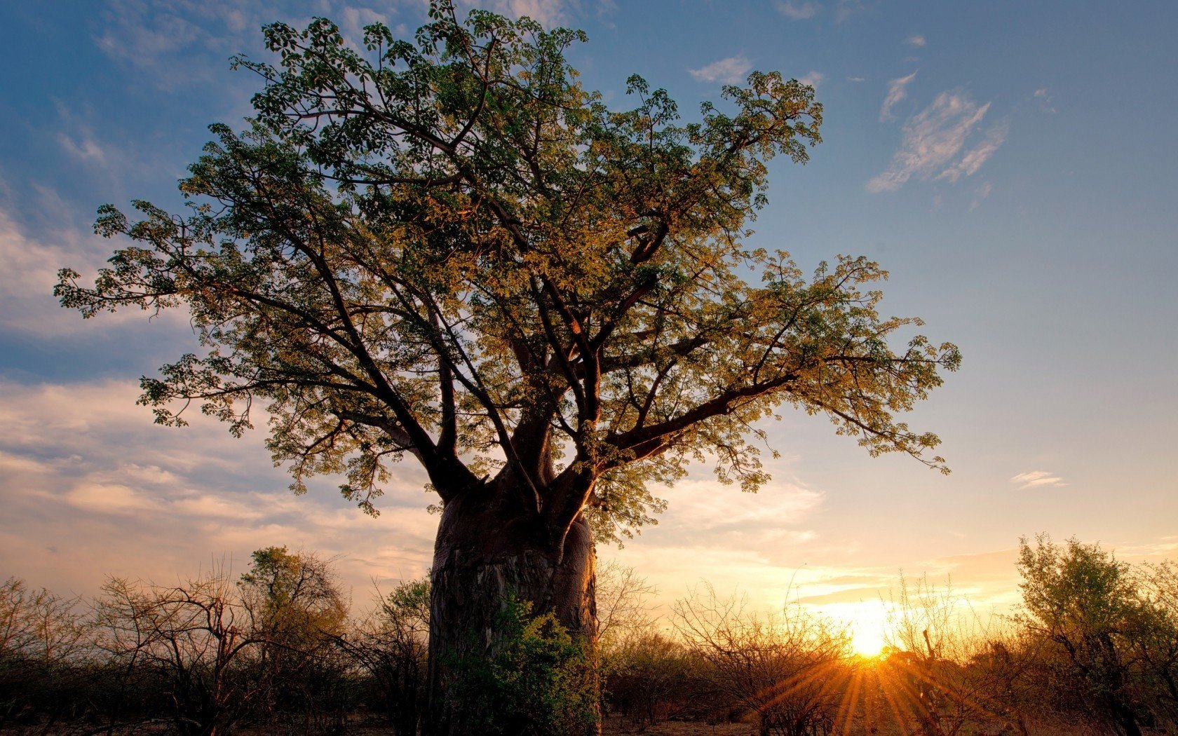 zimbabwe savannah africa nature