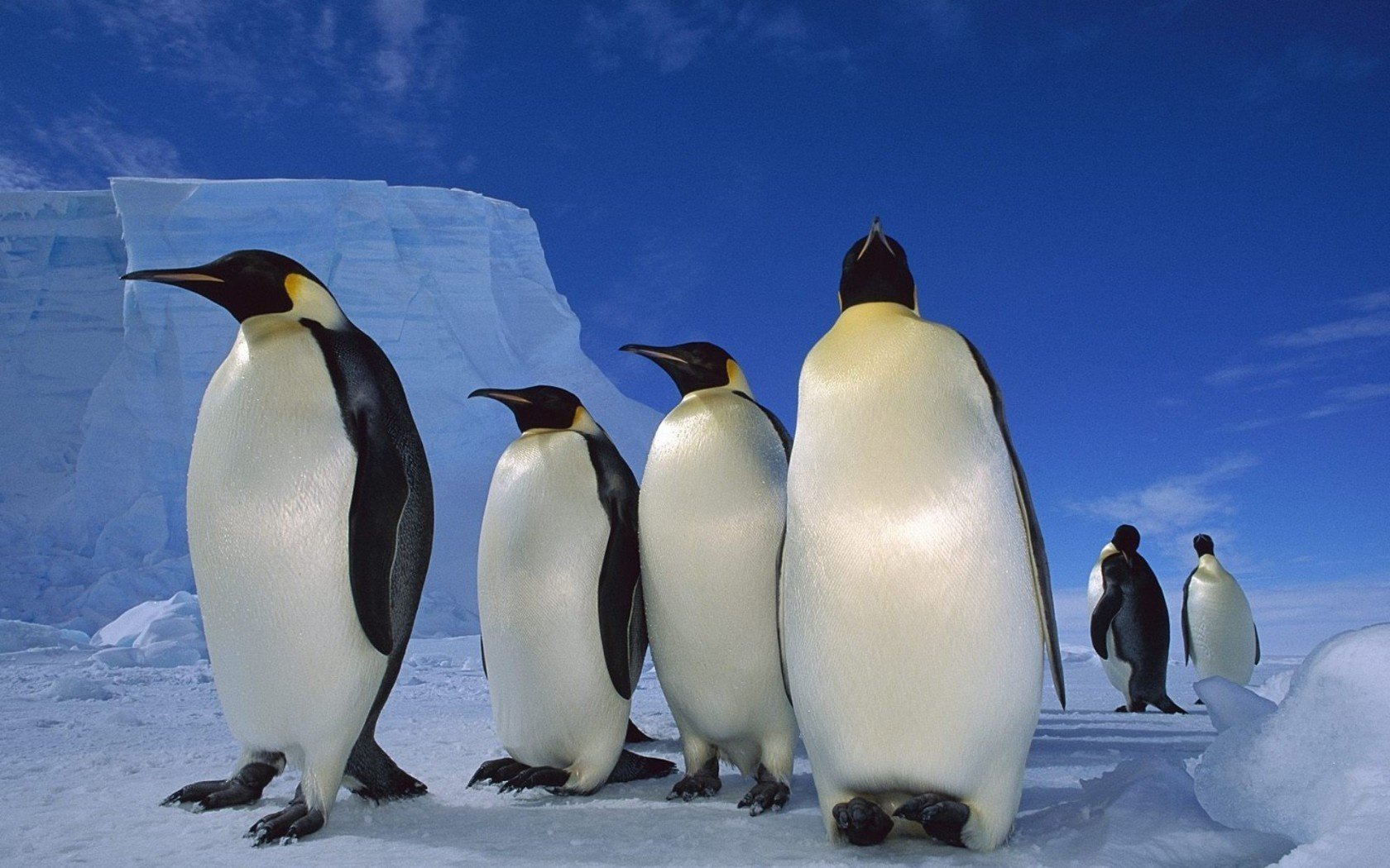 schnee pinguine eis