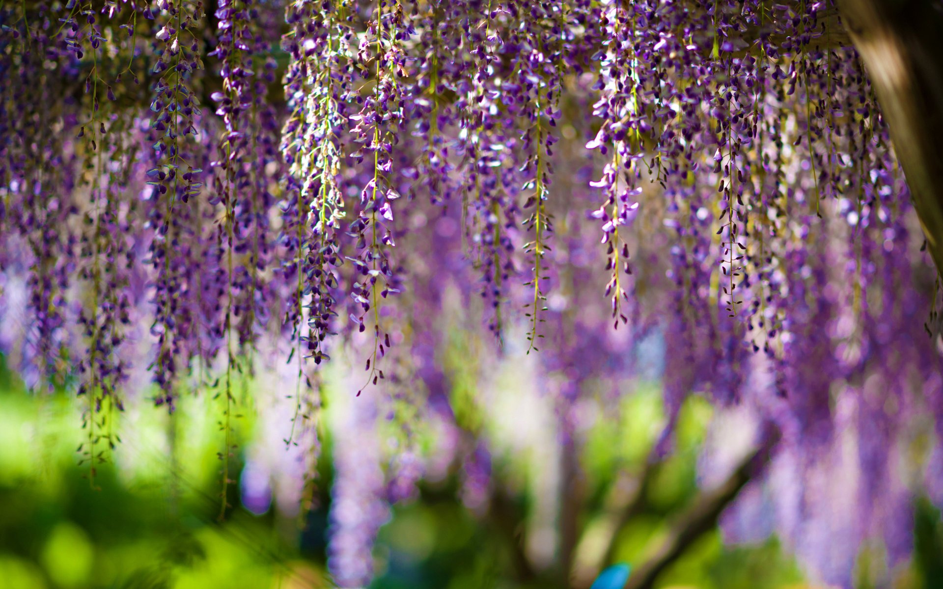 kwiaty wisteria bokeh purple flower