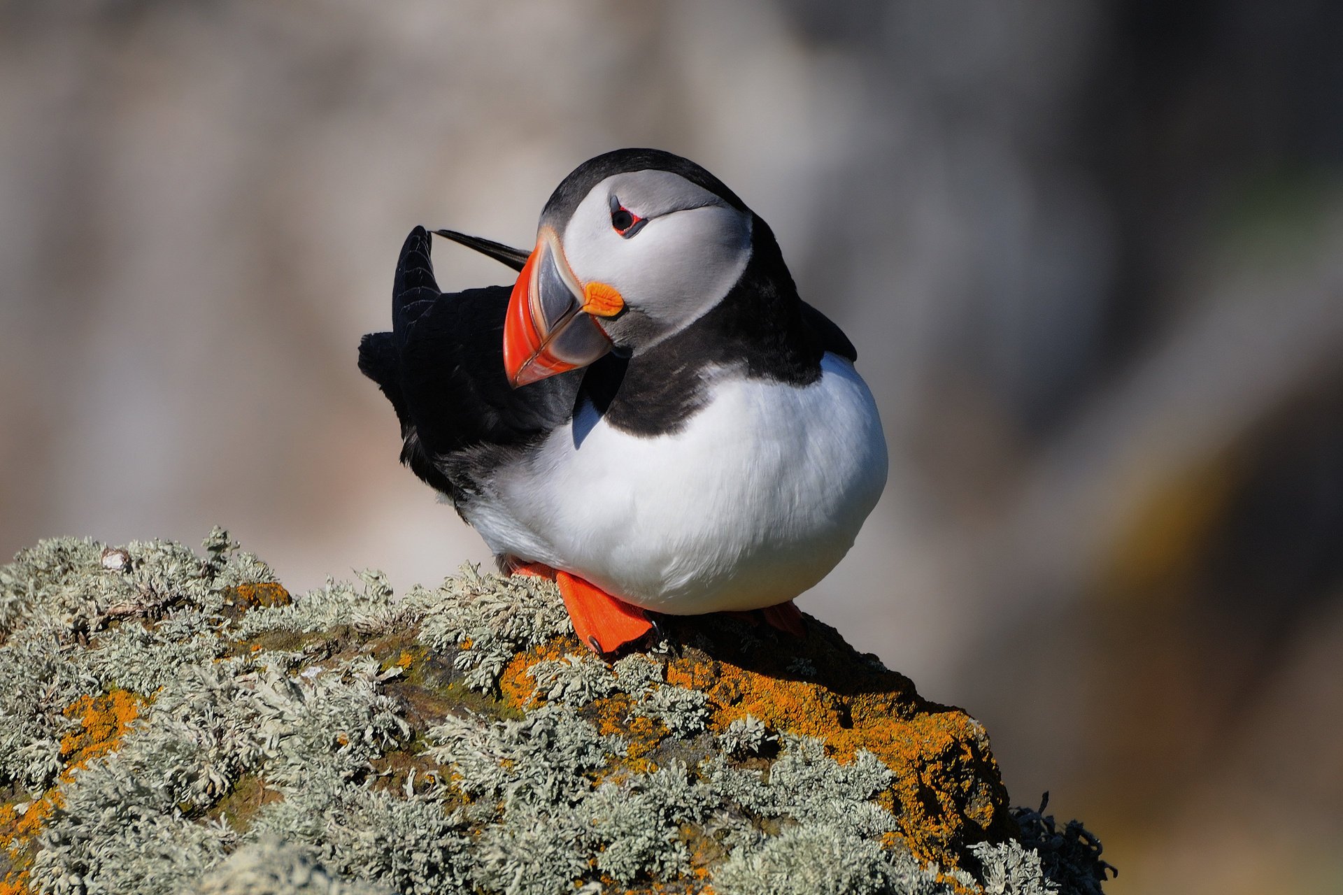 bird atlantic puffin rock fratercula arctica in petrel