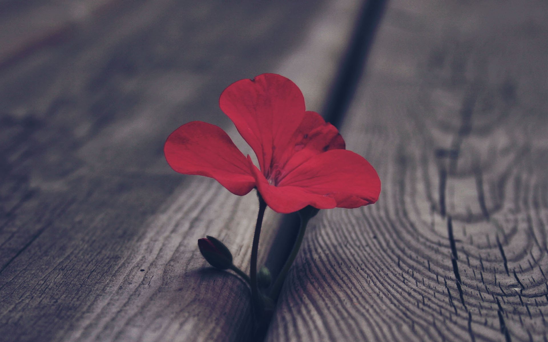 geranium czerwony bud deski kwiat makro