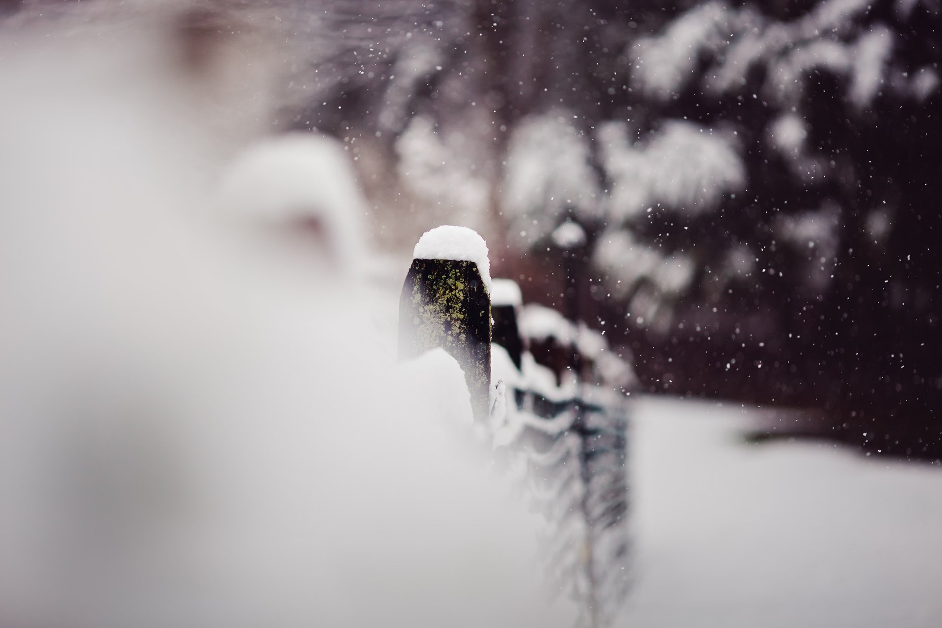 macro winter the fence snow