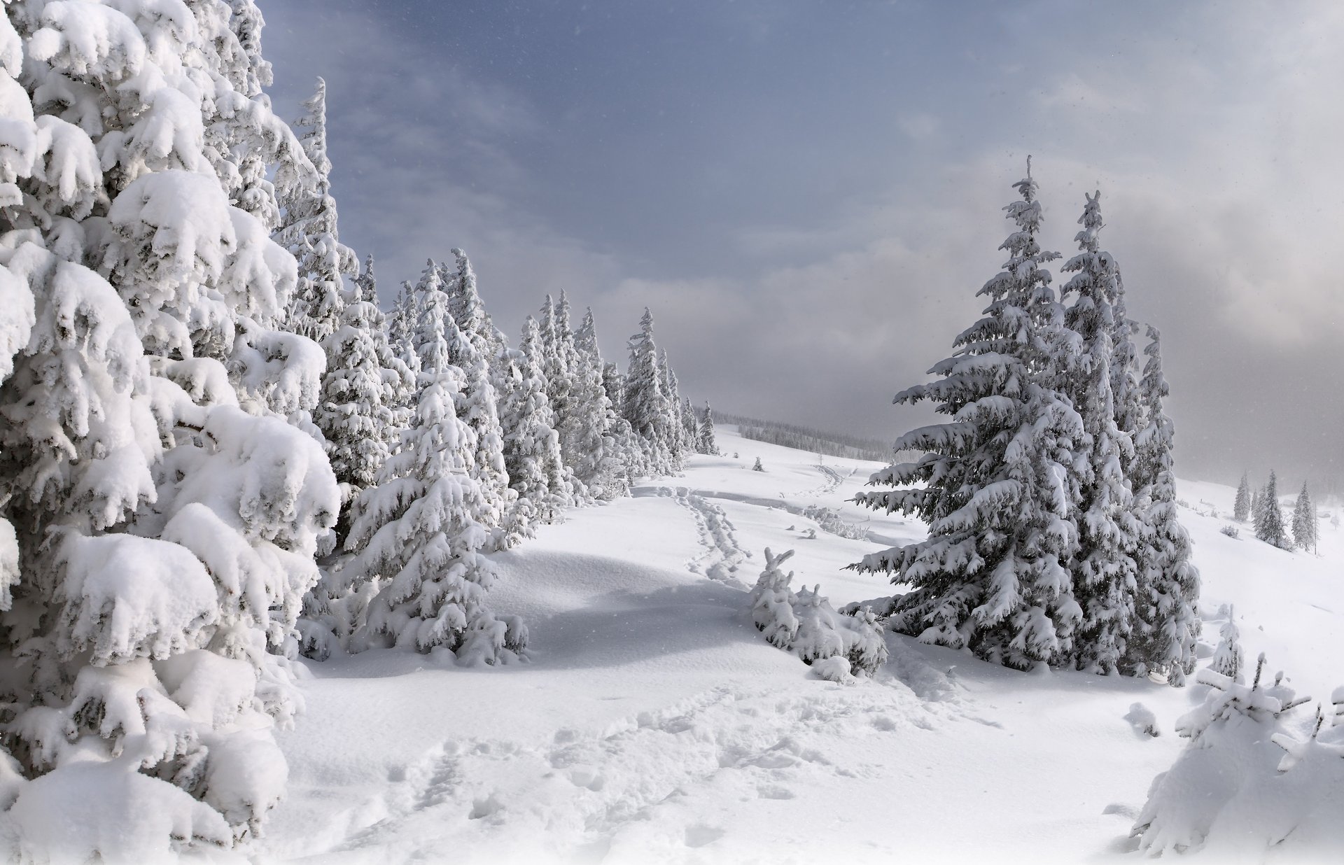 tree paths snow winter