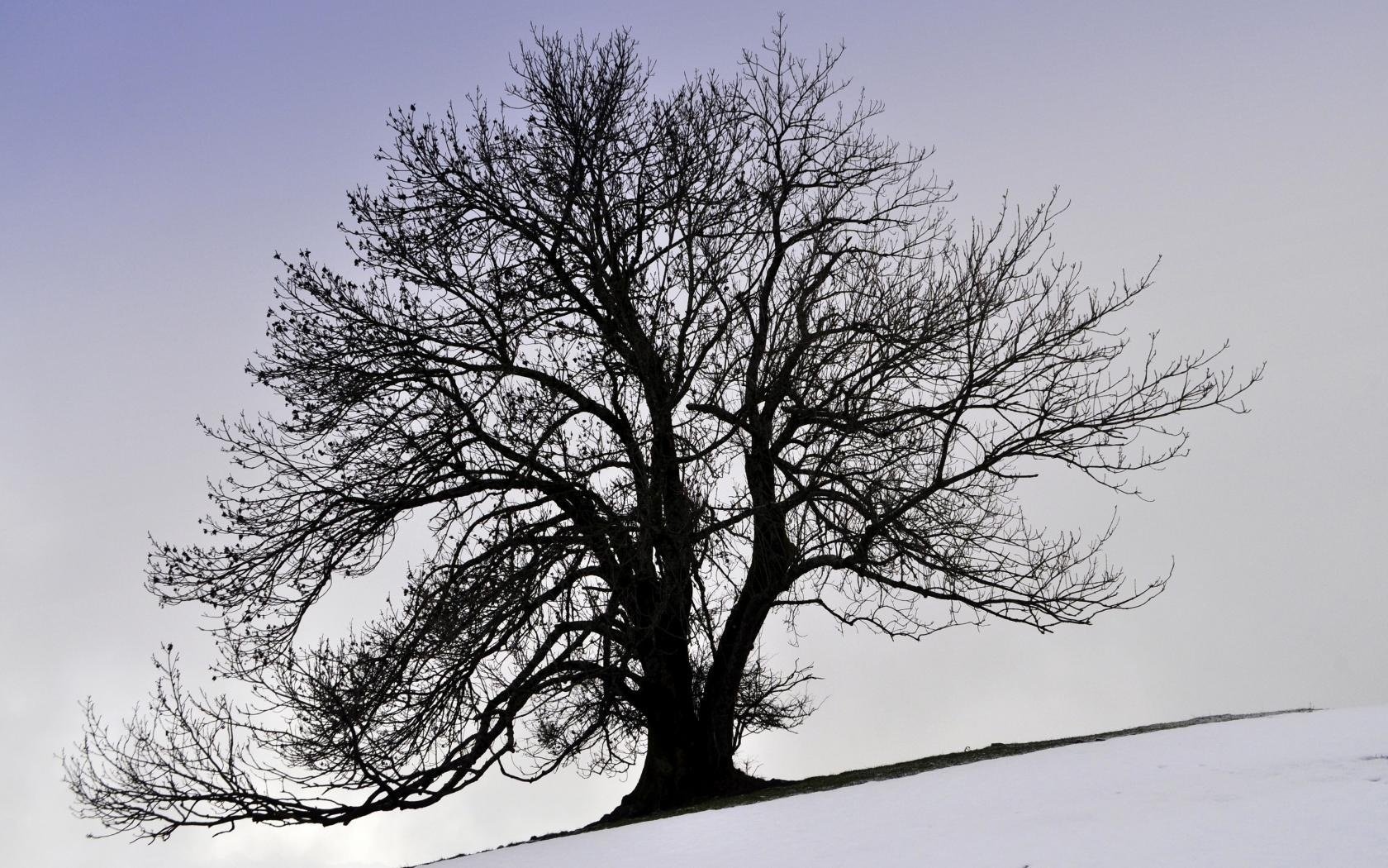 schnee winter baum krone