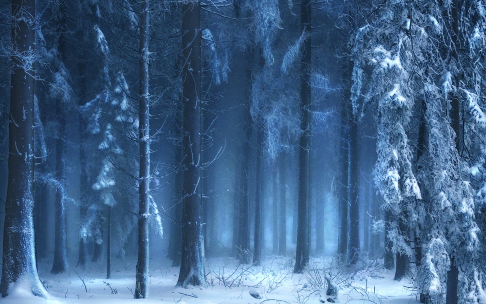 nature fog forest winter