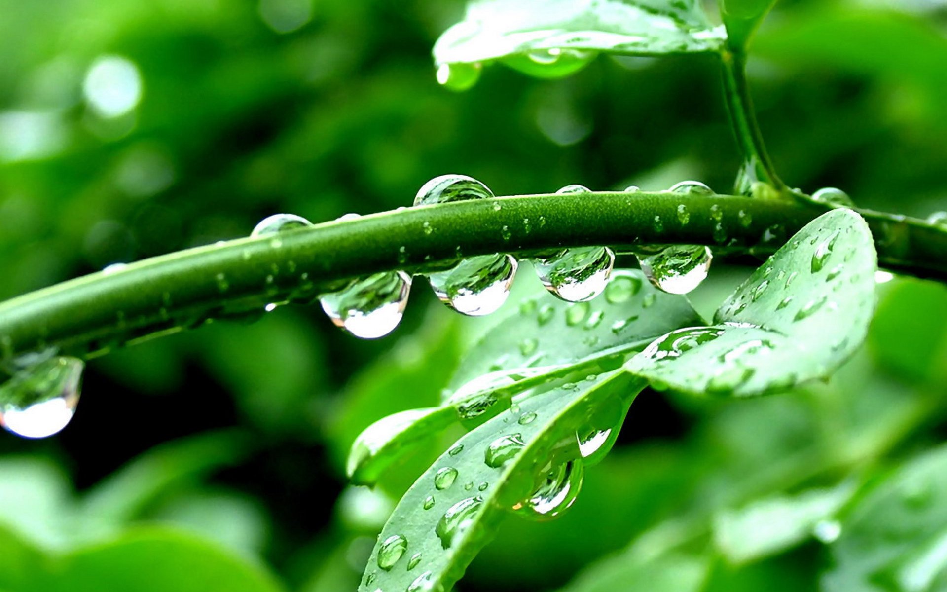 plant leaves drops green macro