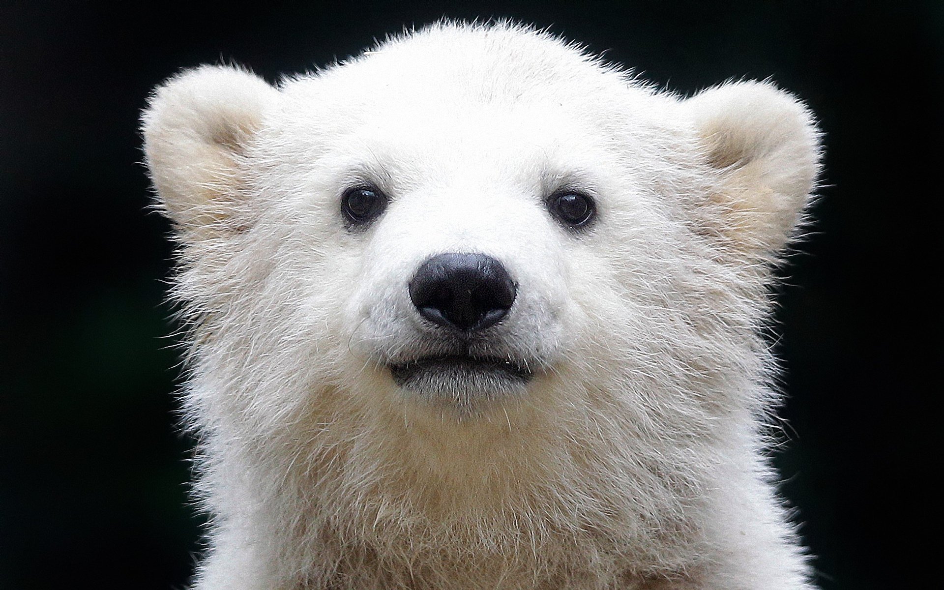 orso polare orso del nord orso polare