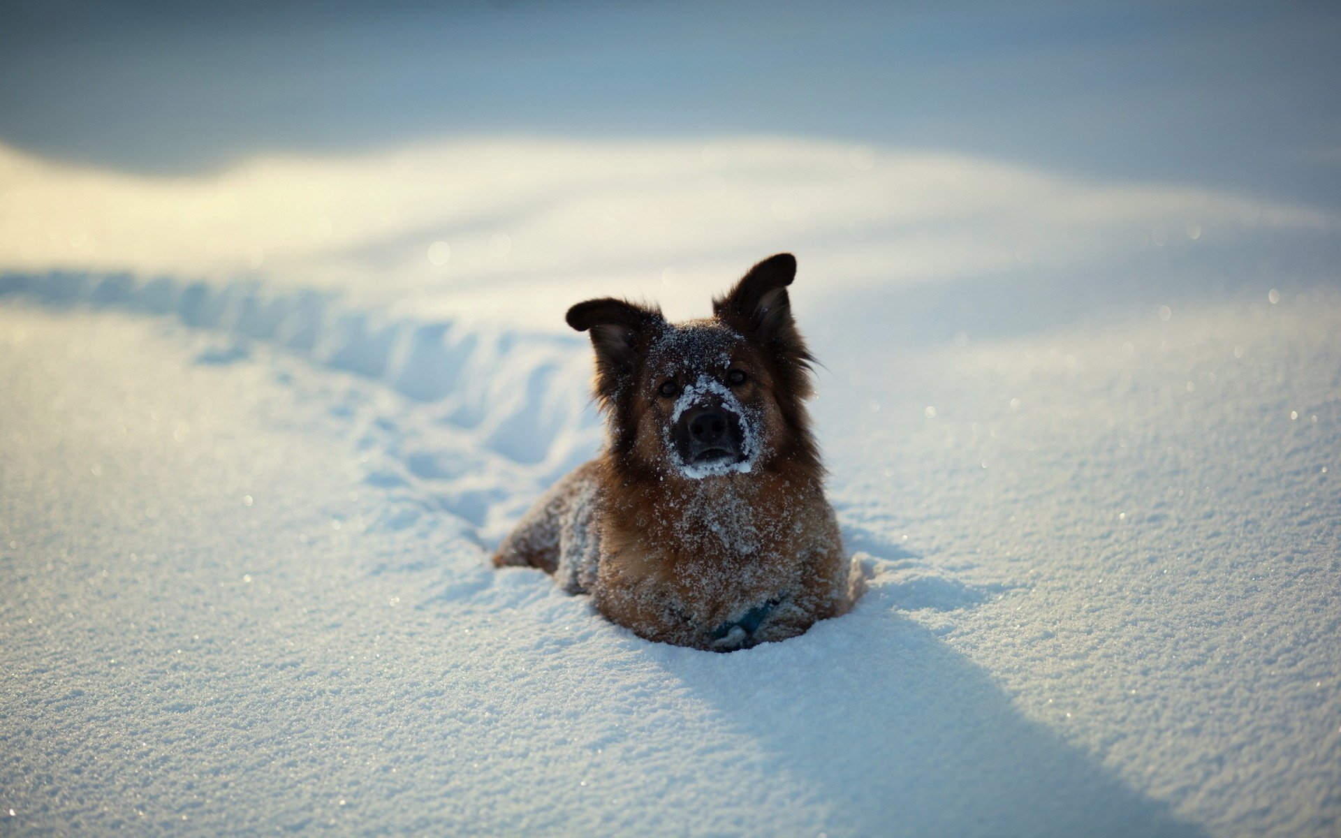 neige chien hiver