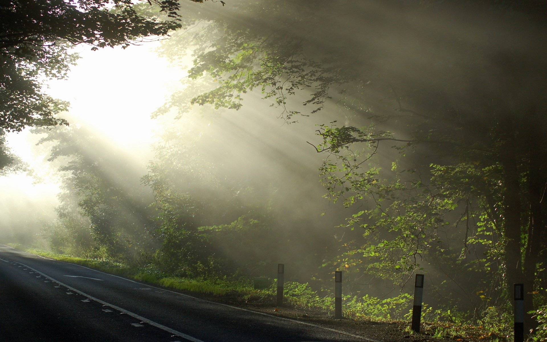 route nature arbres lumière