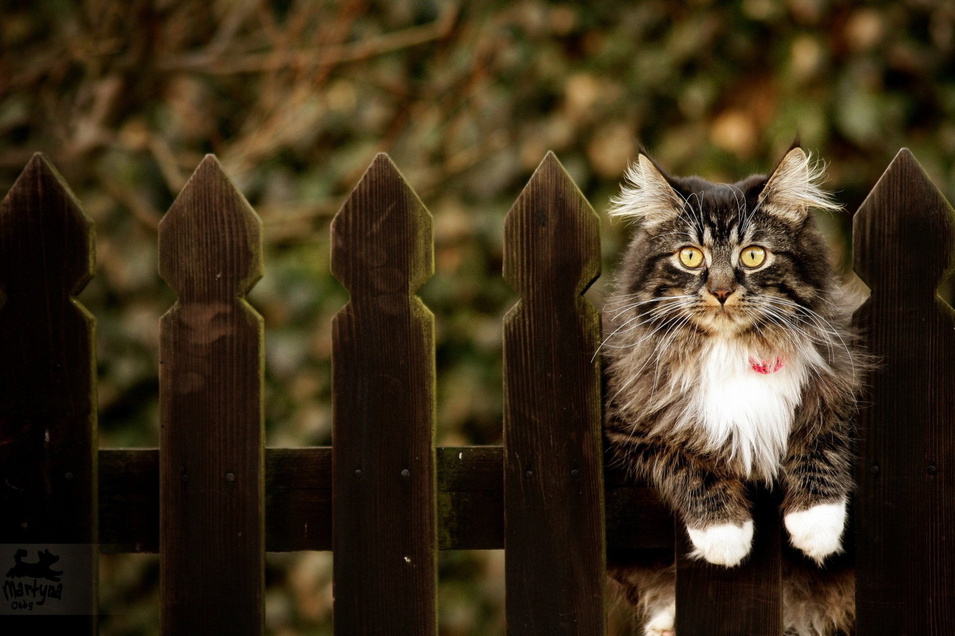 gatto sfondo recinzione