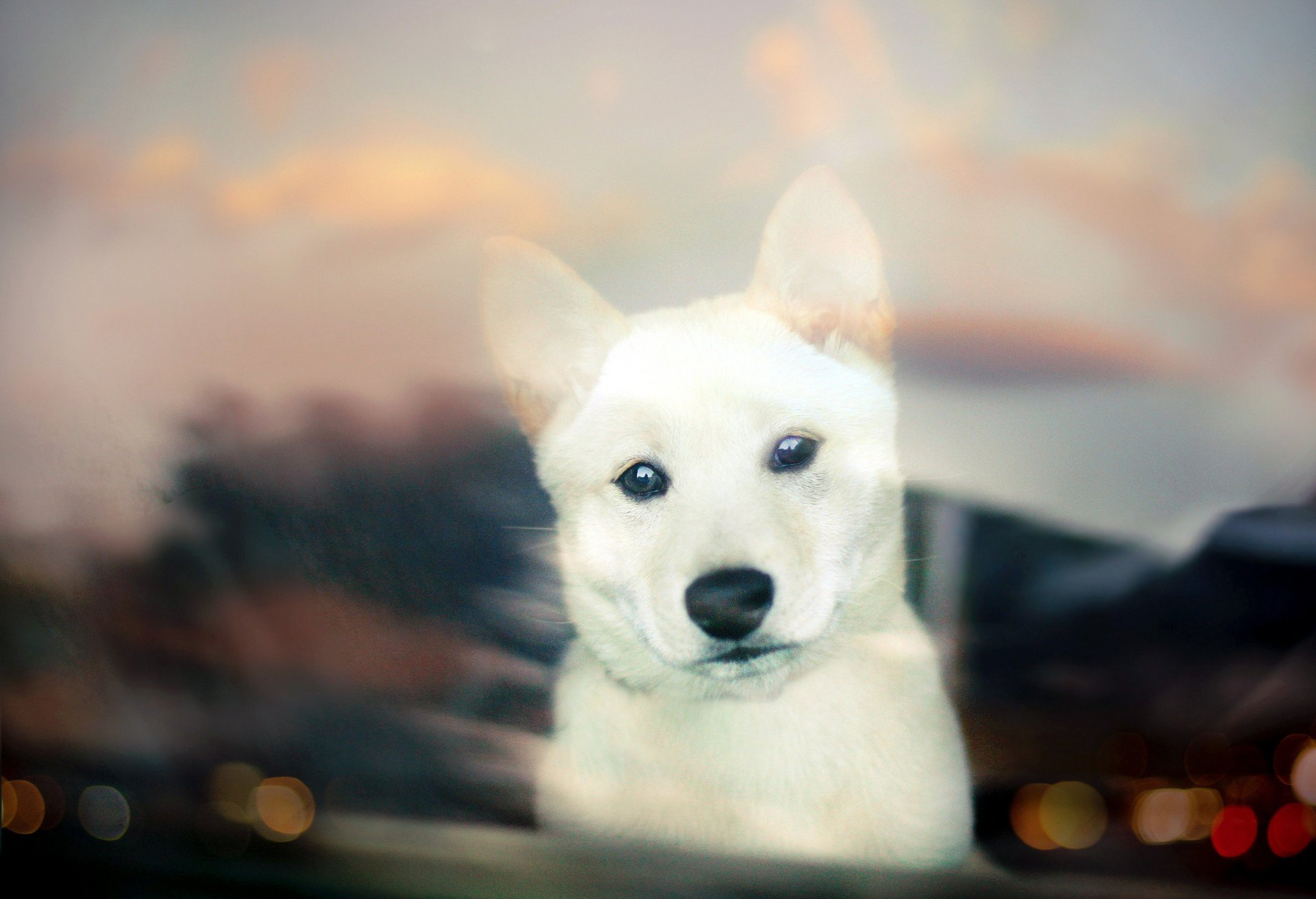 bokeh bianco cane cucciolo shiba inu sguardo cucciolo