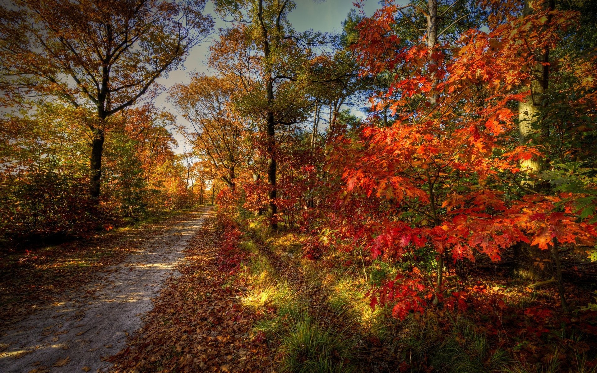 the sky landscape nature autumn road