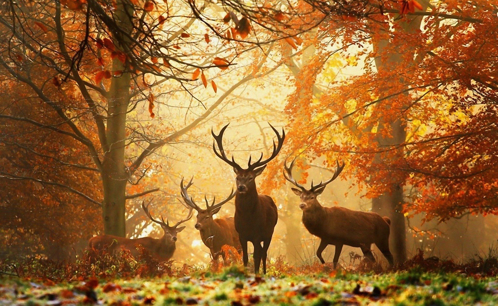 bosque cuernos animales ciervos hojas amarillas otoño