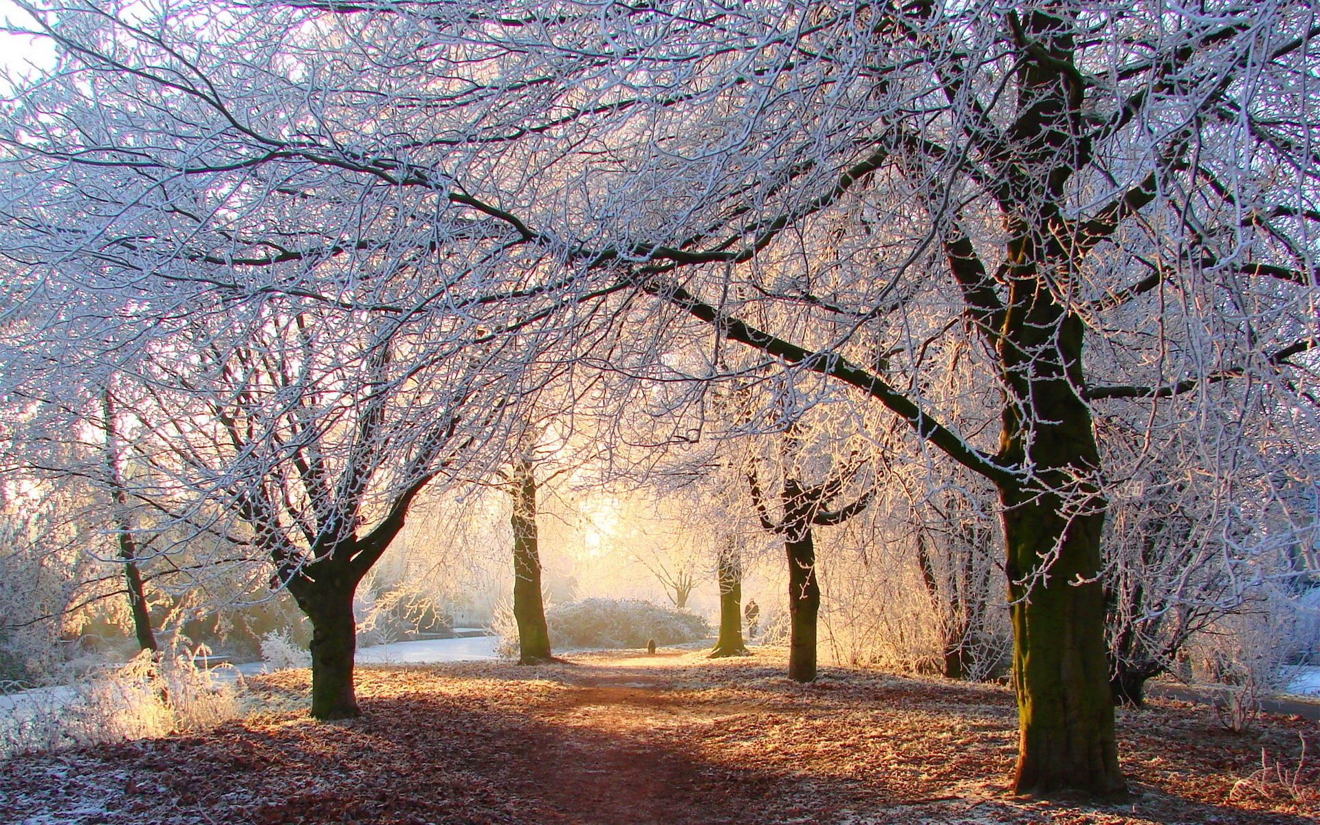 foresta inverno alberi parco strada