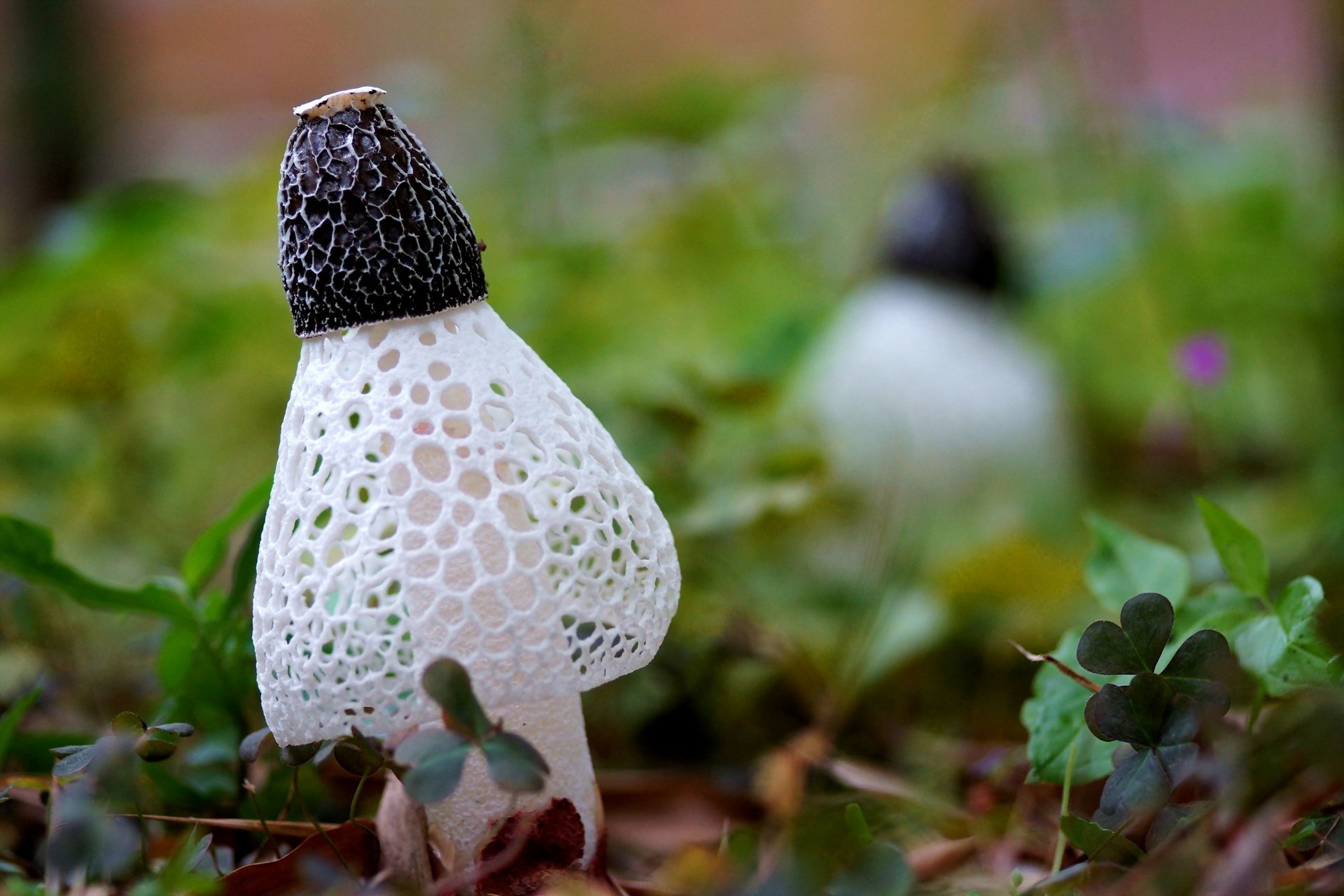 gros plan cellule feuilles herbe grille champignons blanc trèfle