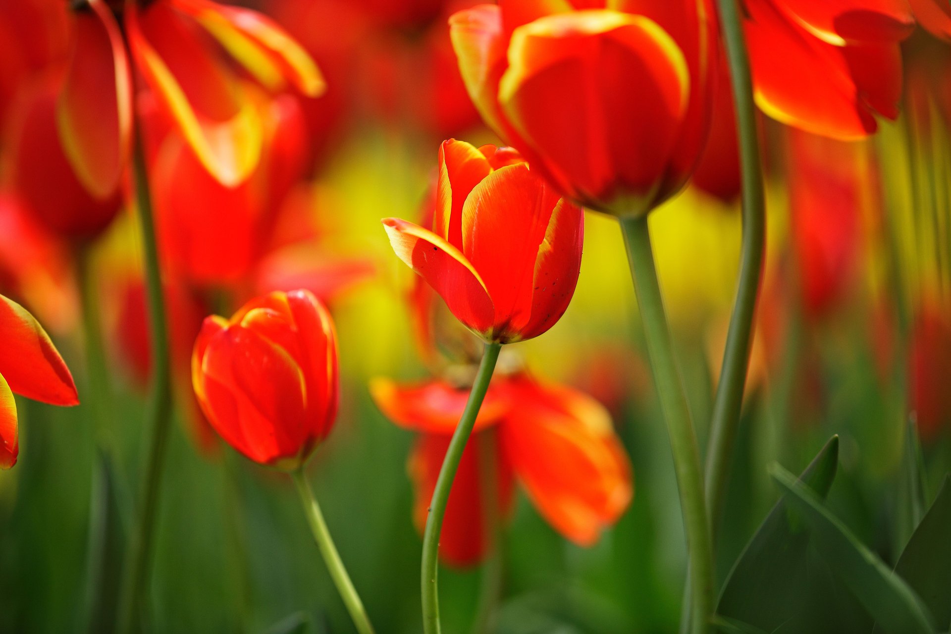 flores tulipanes brotes tallos