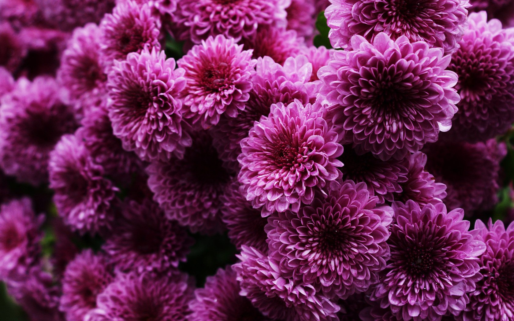 buisson rose beaucoup chrysanthèmes