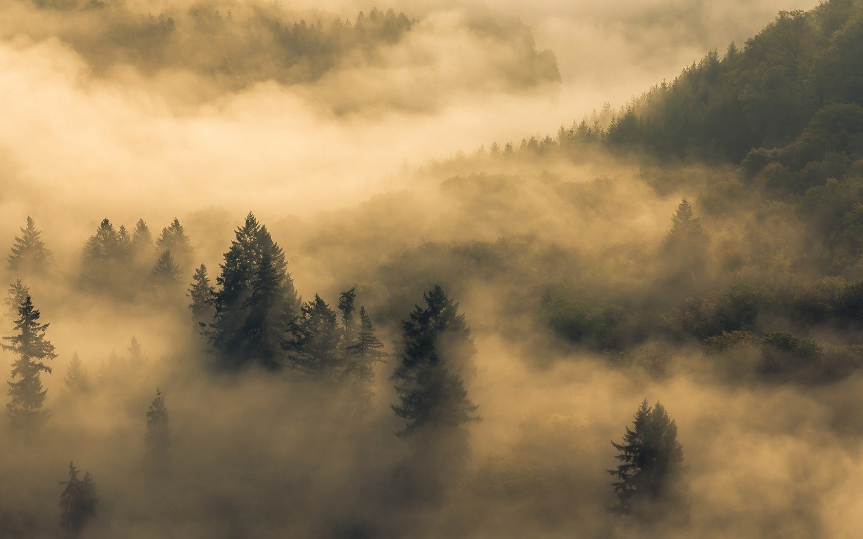 foresta mattina nebbia