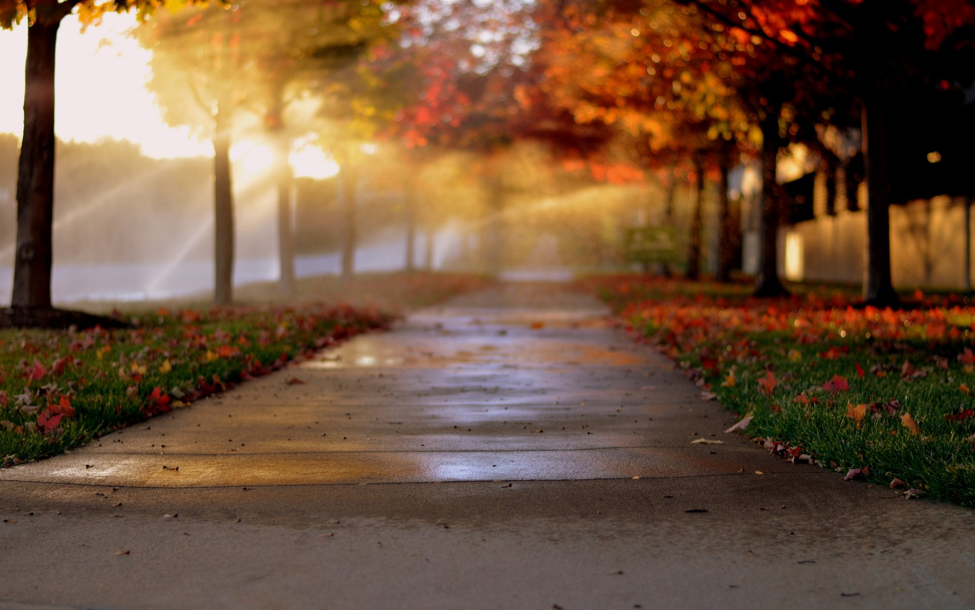 città vicolo alea alberi autunno fogliame bokeh luce