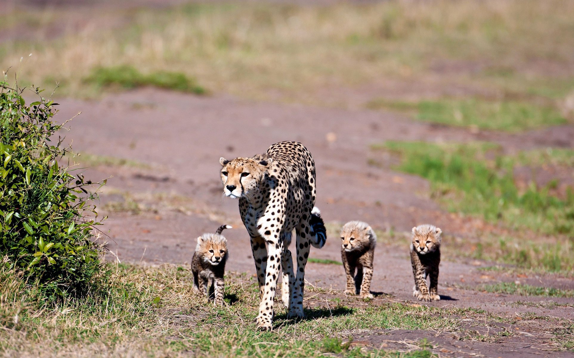 guépard taches mère famille trio enfants en bas âge famille