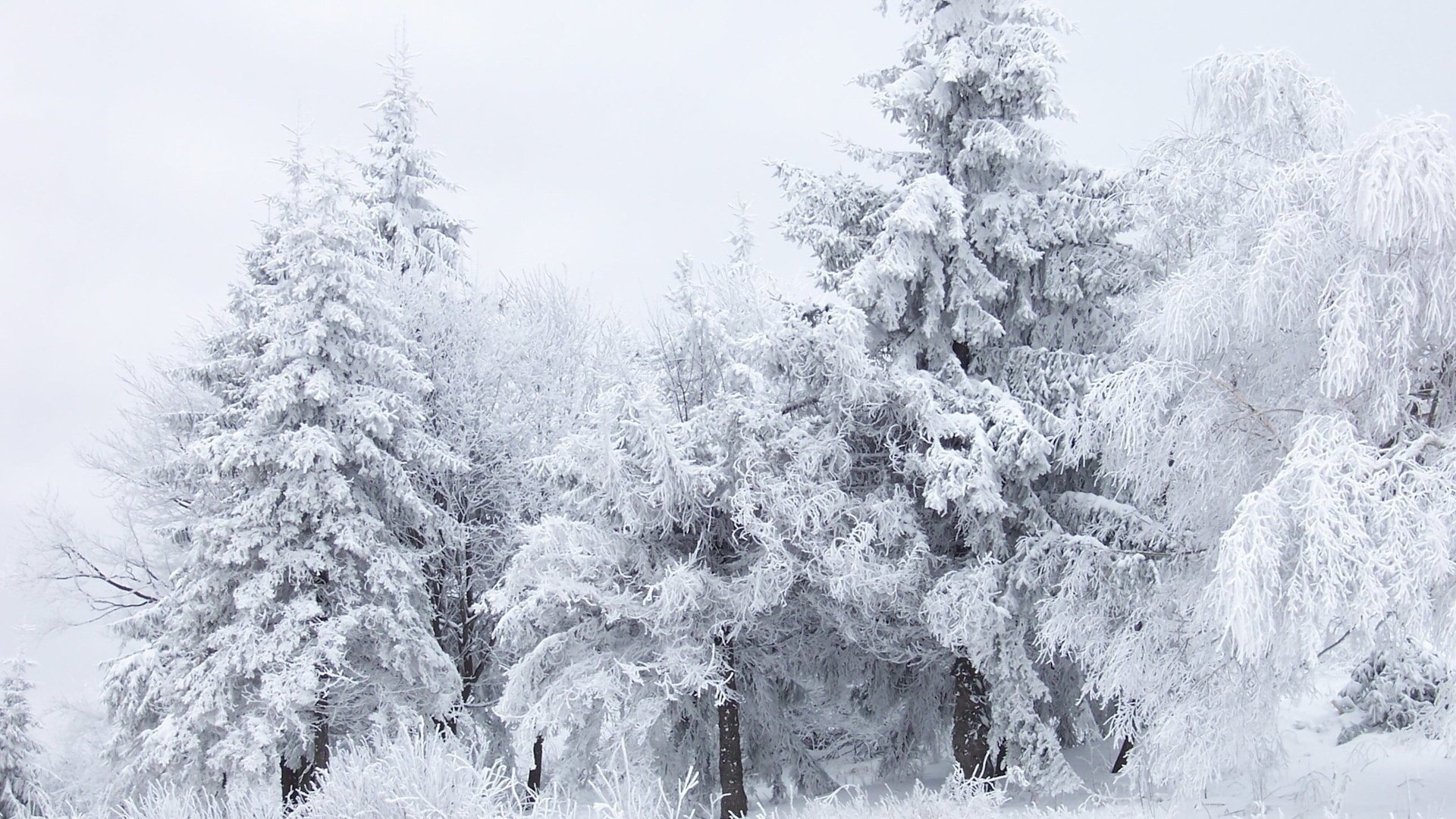 winter wald frost bäume schnee