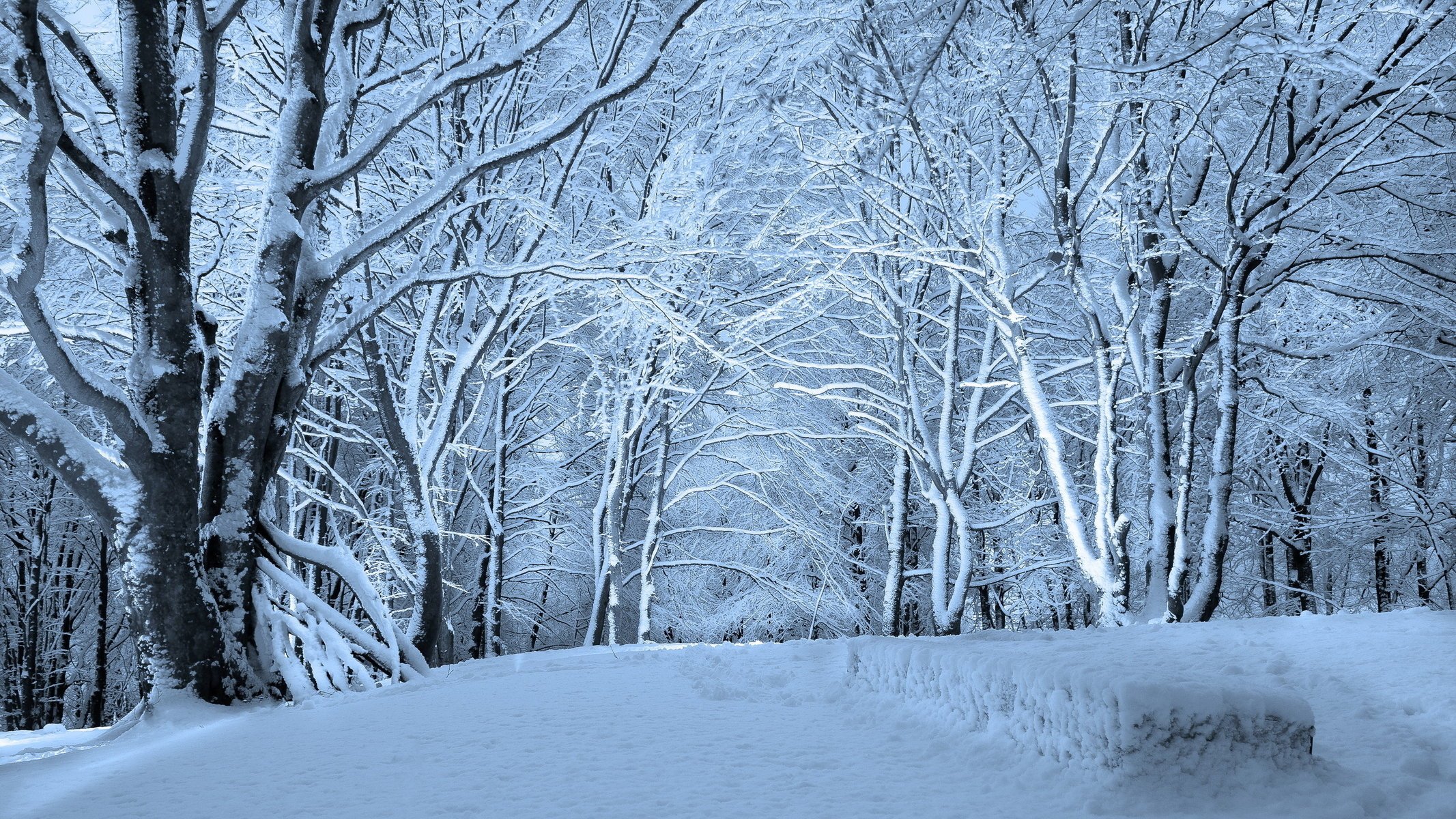 neige hiver arbres