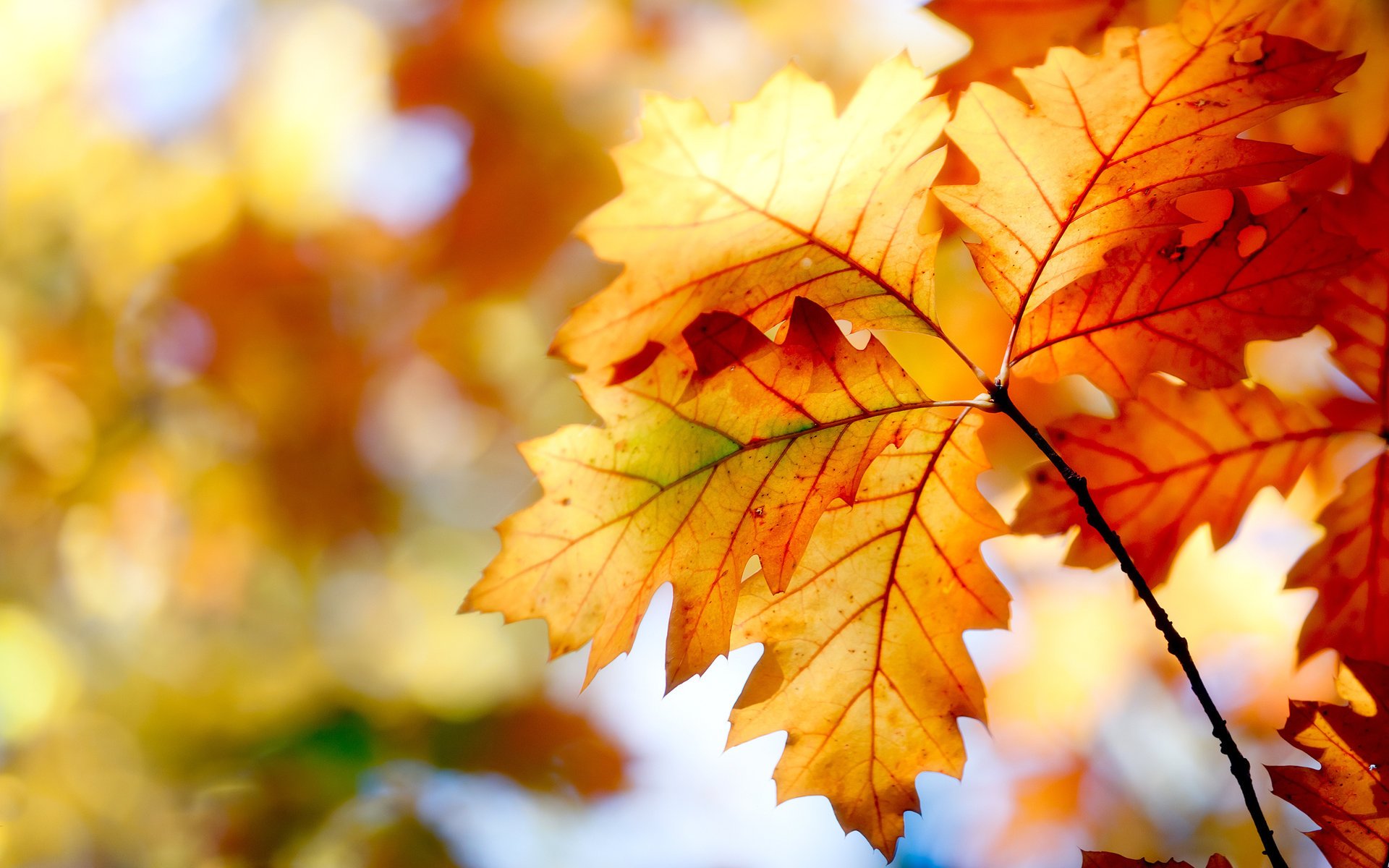 nature nature feuilles automne leaves bokeh bokeh peintures autumn