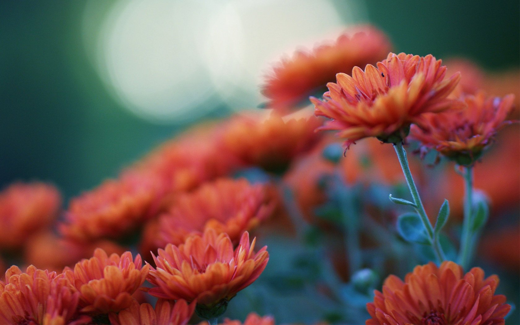 fleurs orange chrysanthèmes mise au point