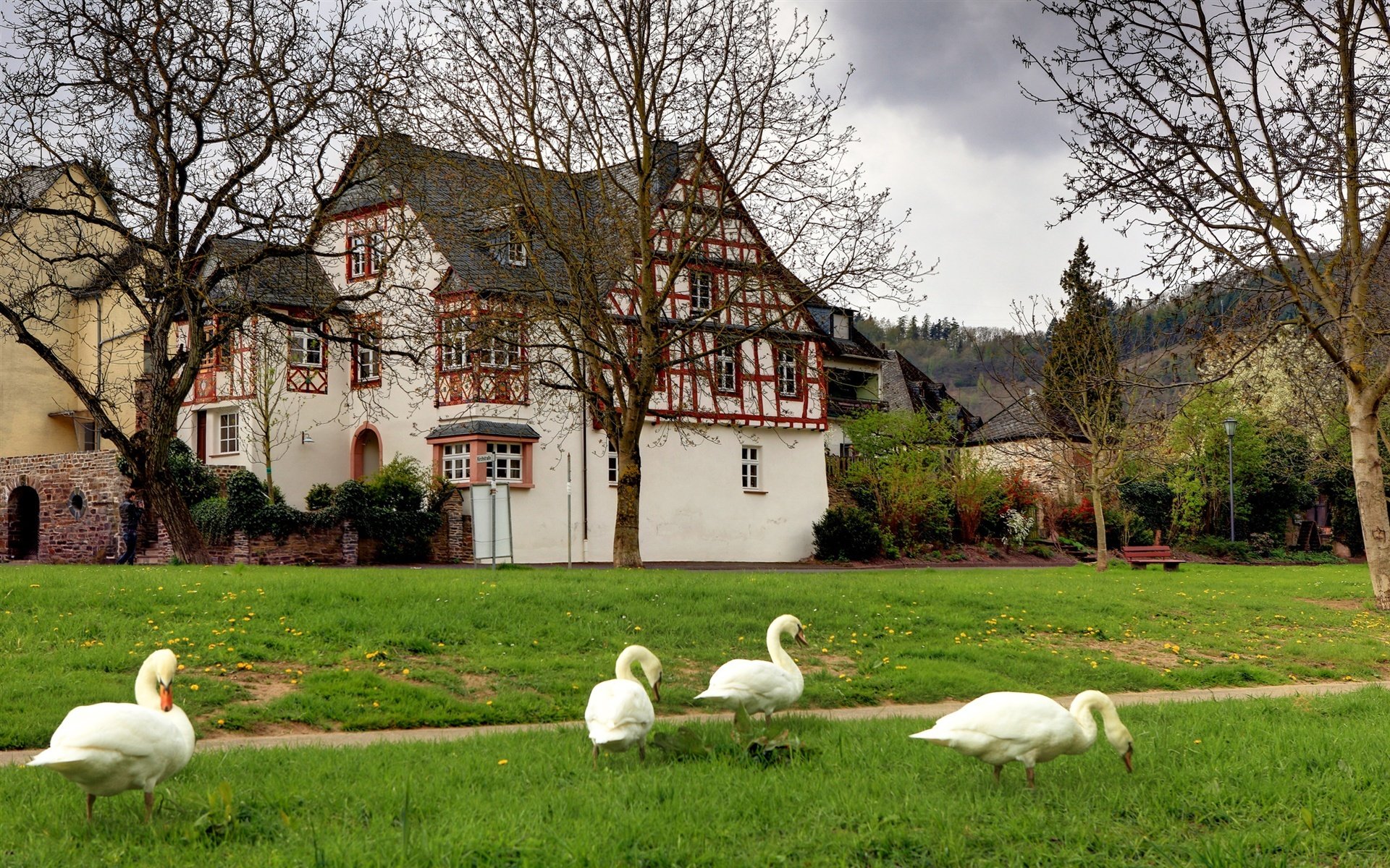 germania villaggio cigni alberi erba panchina paesaggio