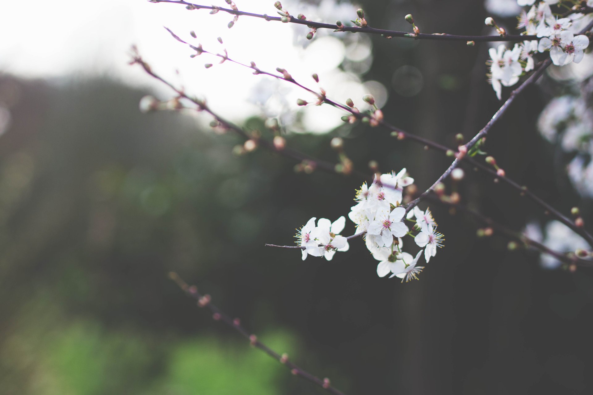 flowers cherry branches branch white flowering petal