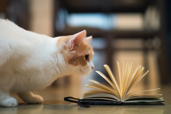 The cat looks at the open book