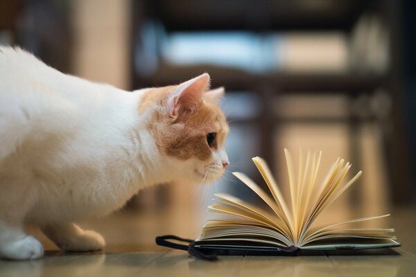 Kot patrzy na otwartą książkę