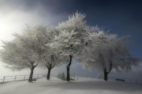 Vier Bäume im Schnee auf einem Hügel