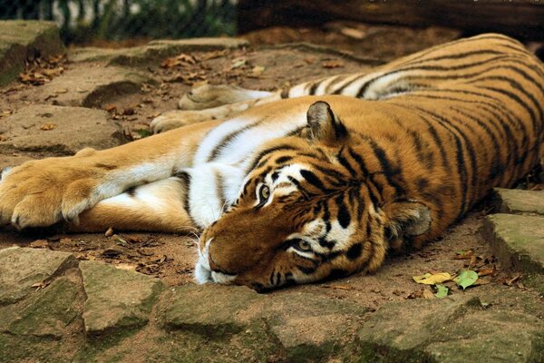 Die Schnauze eines Tigers, der auf den Steinen liegt