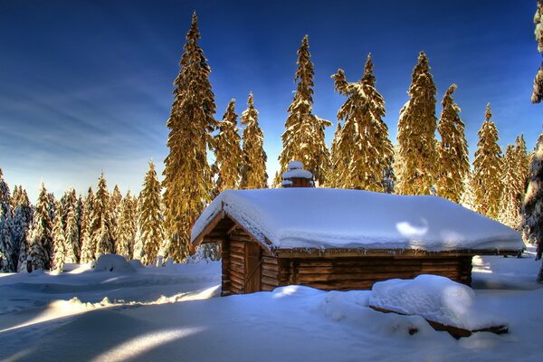 Alberi verdi su uno sfondo blu cielo invernale