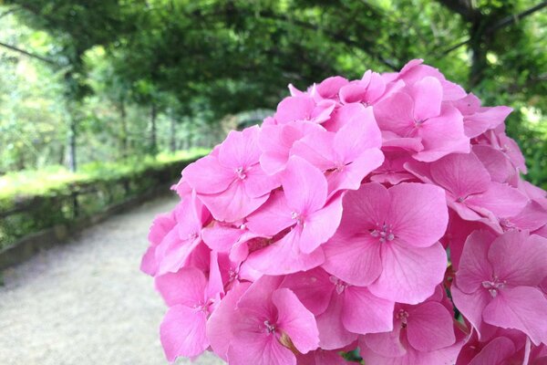 A pink flower is fragrant on the road