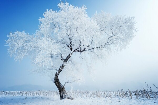 Hermoso árbol bajo la nieve sobre un fondo blanco