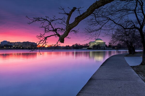 Árboles en un parque nocturno en Washington