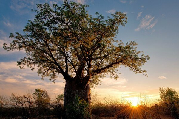 Dawn and the century-old tree in Africa