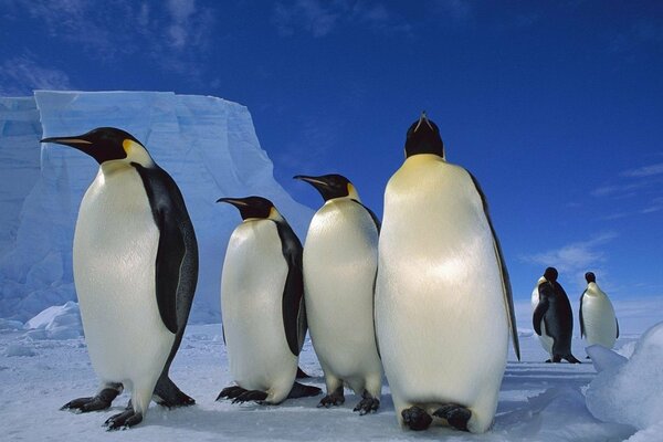 Pinguini nel nord tra i banchi di ghiaccio