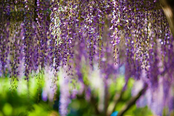 Efecto bokeh en la foto, Wisteria en flor púrpura