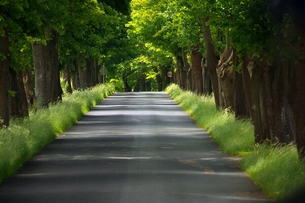 Imagen de la naturaleza en un día de verano