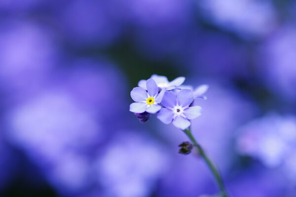 Image macro de pétales bleus de Myosotis