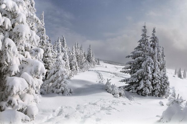 Bosque cubierto de nieve con senderos en la nieve